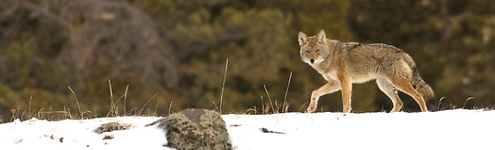wolf hunting coyote hunting alberta canada