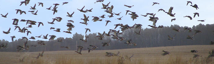 Hunting Alberta Canada