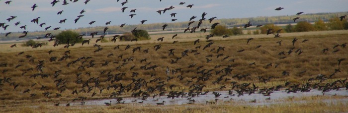 Waterfowl Hunting Guides Alberta Canada