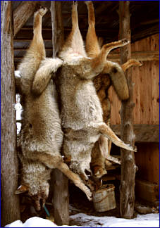 Alberta Coyote Hunts