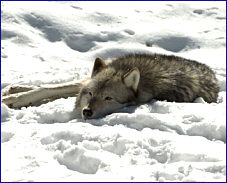 alberta wolf hunts