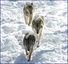 wolf hunting alberta canada